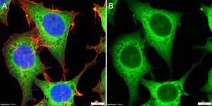 Anti-GSPT1 Antibody, clone 1F21 ZooMAb® Rabbit Monoclonal recombinant, expressed in HEK 293 cells