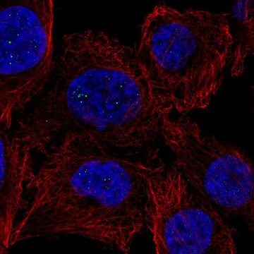 Anti-PPM1M antibody produced in rabbit Prestige Antibodies&#174; Powered by Atlas Antibodies, affinity isolated antibody