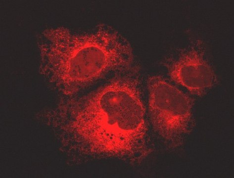 LentiBrite Calreticulin-RFP-KDEL Lentiviral Biosensor