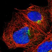 Anti-MEST antibody produced in rabbit Prestige Antibodies® Powered by Atlas Antibodies, affinity isolated antibody, buffered aqueous glycerol solution
