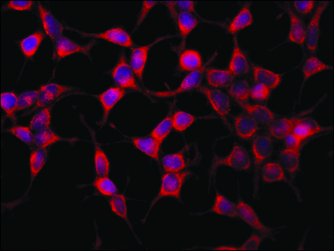 Anti-AS160 antibody produced in rabbit ~1.5&#160;mg/mL, affinity isolated antibody