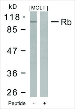 Anti-RB1 (Ab-795) antibody produced in rabbit affinity isolated antibody