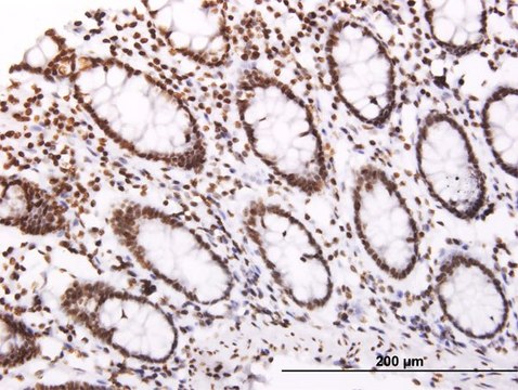 Monoclonal Anti-SOCS3 antibody produced in mouse clone 1E4, purified immunoglobulin, buffered aqueous solution