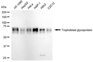 KD-Validated Anti Trophoblast Glycoprotein Antibody, clone 24GB1990, Rabbit Monoclonal clone 24GB1990, recombinant rabbit monoclonal, expressed in HEK293 cells