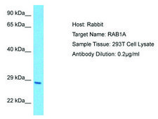 Anti-RAB1A antibody produced in rabbit affinity isolated antibody