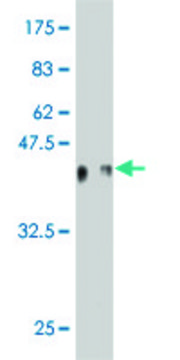 Monoclonal Anti-ID1 antibody produced in mouse clone 1D9, purified immunoglobulin, buffered aqueous solution