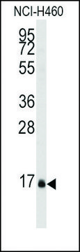 Anti-DUSP21 (center) antibody produced in rabbit saturated ammonium sulfate (SAS) precipitated, buffered aqueous solution