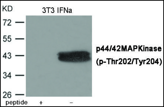 抗 磷酸化 ERK1/2 (pThr 202/Tyr204 ) 兔抗 affinity isolated antibody