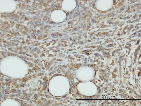 Monoclonal Anti-JAM2 antibody produced in mouse clone 1G4, purified immunoglobulin, buffered aqueous solution