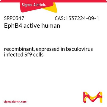 EphB4 active human recombinant, expressed in baculovirus infected Sf9 cells