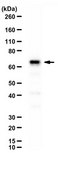 Anti-MeCP2 from rabbit, purified by affinity chromatography