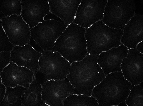 Anti-Connexin 43 Antibody, clone 2F5 clone 2F5, from mouse