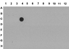 Anti-trimethyl Histone H3 (Lys36) Antibody from rabbit, purified by affinity chromatography