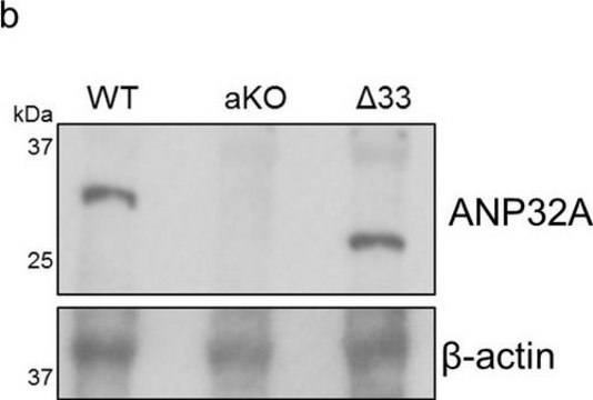 Anti-ANP32A (AB1) antibody produced in rabbit affinity isolated antibody