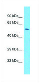 Anti-PAX7 (AB2) antibody produced in rabbit affinity isolated antibody