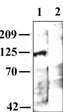 Anti-Muscarinic Acetylcholine Receptor m1 Antibody Chemicon&#174;, from rabbit