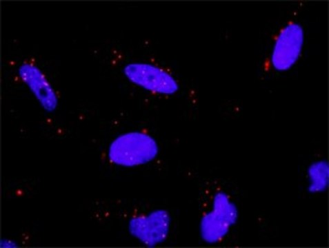 Anti-HSPA1L antibody produced in rabbit purified immunoglobulin, buffered aqueous solution