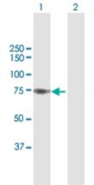 Anti-SAMHD1 antibody produced in rabbit purified immunoglobulin, buffered aqueous solution