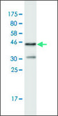 Monoclonal Anti-FHOD1 antibody produced in mouse clone 3F7, purified immunoglobulin, buffered aqueous solution