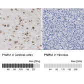 Anti-PNMA1 antibody produced in rabbit Prestige Antibodies® Powered by Atlas Antibodies, affinity isolated antibody, buffered aqueous glycerol solution