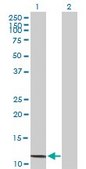 Anti-SAA4 antibody produced in mouse IgG fraction of antiserum, buffered aqueous solution