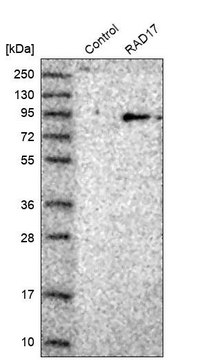 Anti-RAD17 antibody produced in rabbit Prestige Antibodies&#174; Powered by Atlas Antibodies, affinity isolated antibody, buffered aqueous glycerol solution