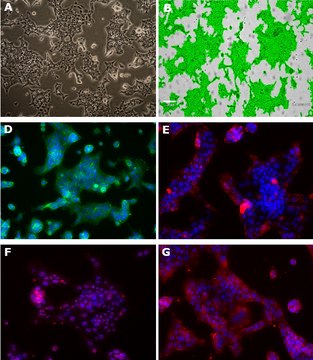 Lacun.3 Mouse Lung Adenocarcinoma Cell Line