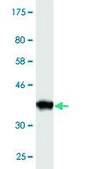 Monoclonal Anti-TPR, (N-terminal) antibody produced in mouse clone 1F8, purified immunoglobulin, buffered aqueous solution