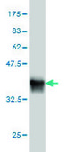 Monoclonal Anti-TXN antibody produced in mouse clone 2A7, purified immunoglobulin, buffered aqueous solution
