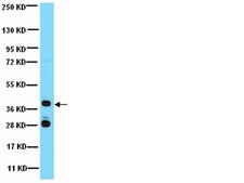 Anti-G Protein Giα 1/2 Antibody from rabbit