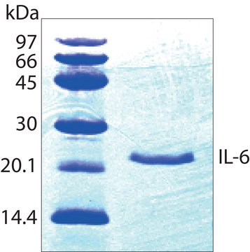 Interleukin-6 human IL-6, recombinant, expressed in E. coli, Carrier Free