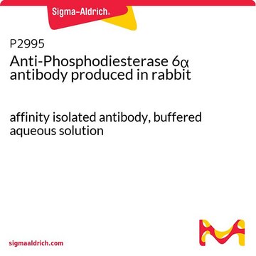 Anti-Phosphodiesterase 6&#945; antibody produced in rabbit affinity isolated antibody, buffered aqueous solution