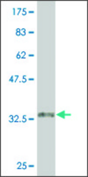 Monoclonal Anti-CARM1 antibody produced in mouse clone 6G9, purified immunoglobulin, buffered aqueous solution