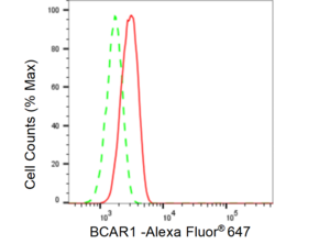 KD-Validated Anti BCAR1 Antibody, clone 23GB3690, Rabbit Monoclonal clone 23GB3690, recombinant rabbit monoclonal, expressed in HEK293 cells