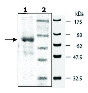 p70S6K active human recombinant, expressed in baculovirus infected Sf9 cells, &#8805;70% (SDS-PAGE)