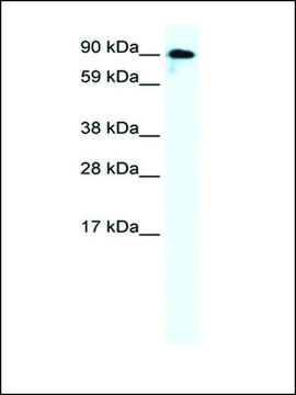 Anti-GRIK2 antibody produced in rabbit affinity isolated antibody