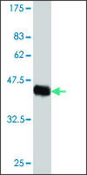 Monoclonal Anti-HN1 antibody produced in mouse clone 2C8, purified immunoglobulin, buffered aqueous solution