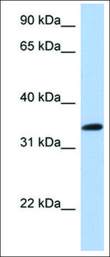 Anti-CREB1 (AB2) antibody produced in rabbit affinity isolated antibody