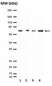 Anti-Complex I-75kD Antibody from rabbit, purified by affinity chromatography