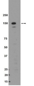 Anti-Raptor Antibody Upstate&#174;, from rabbit