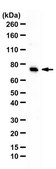 Anti-Dendrin from rabbit, purified by affinity chromatography