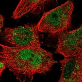 Anti-MAFF antibody produced in rabbit Prestige Antibodies® Powered by Atlas Antibodies, affinity isolated antibody