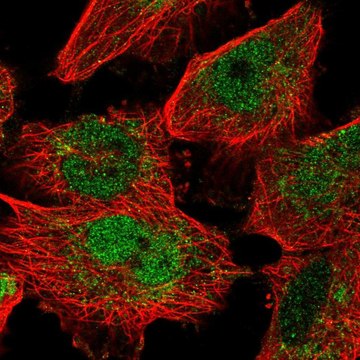 Anti-MAFF antibody produced in rabbit Prestige Antibodies&#174; Powered by Atlas Antibodies, affinity isolated antibody