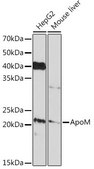 Anti-ApoM antibody produced in rabbit