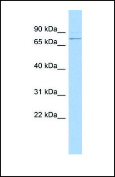 Anti-PEX5, (N-terminal) antibody produced in rabbit affinity isolated antibody