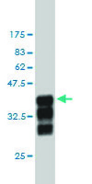 Monoclonal Anti-CUL3 antibody produced in mouse clone 1A3, purified immunoglobulin, buffered aqueous solution