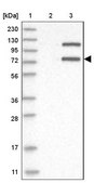 Anti-LMLN antibody produced in rabbit Prestige Antibodies® Powered by Atlas Antibodies, affinity isolated antibody, buffered aqueous glycerol solution