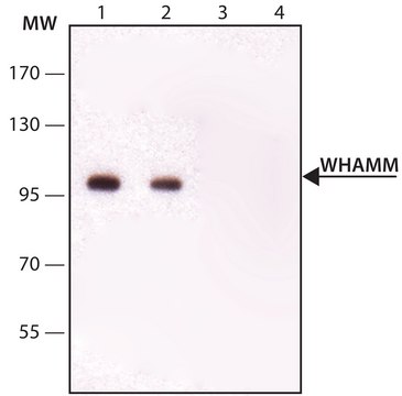 Anti-WHAMM (C-terminal) Produced in rabbit affinity isolated antibody