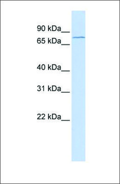 Anti-CHAF1B antibody produced in rabbit affinity isolated antibody