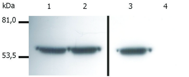 Monoclonal Anti-Vimentin antibody produced in mouse clone VI-01